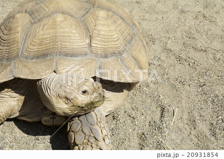 ケヅメリクガメ tortoise 20931854