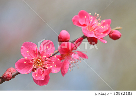 梅の花 梅の花 20932182