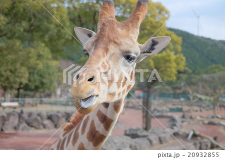 キリン 20932855