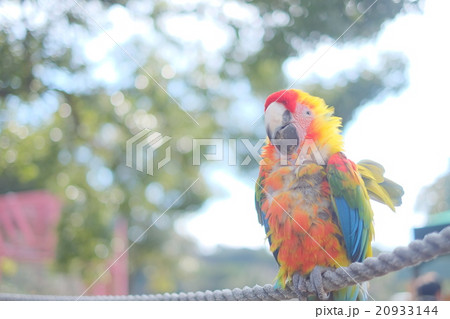 コンゴウインコ 20933144