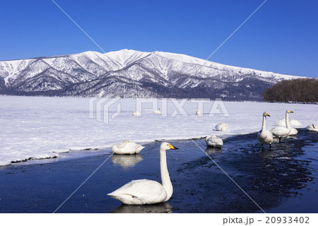 厳冬期の屈斜路湖畔 20933402