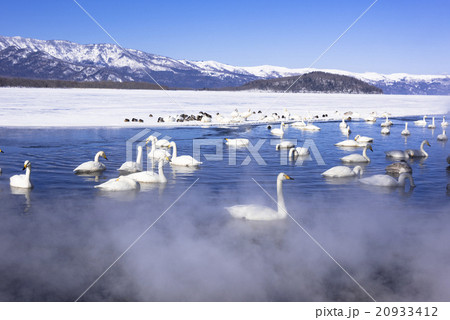 厳冬期の屈斜路湖畔 20933412