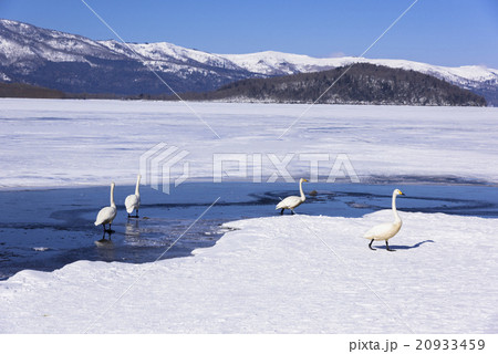 厳冬期の屈斜路湖畔 20933459