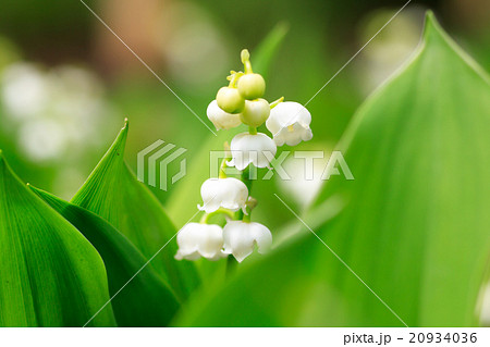 スズラン 20934036