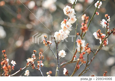 ウメの花 20934066