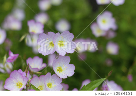 ヒルザキツキミソウの花 ヒルザキツキミソウの花 20934151