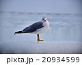 カモメくん 20934599