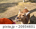 鹿せんべい 20934601