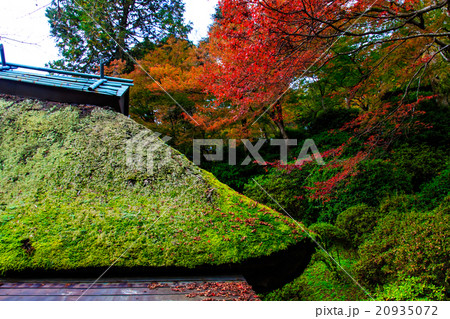 大興善寺の紅葉 大興善寺の紅葉 20935072