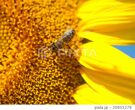 sunflower with bees 20935279