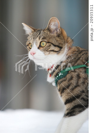 遠くを見つめるネコ 20935311