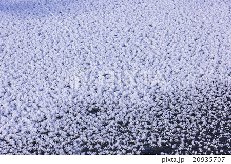 霧氷の花咲く屈斜路湖の冬 20935707