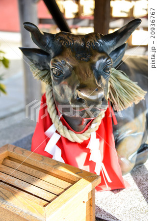 北野天満神社の臥牛像 20936767
