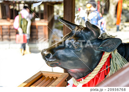 北野天満神社の臥牛像 北野天満神社の臥牛像 20936768