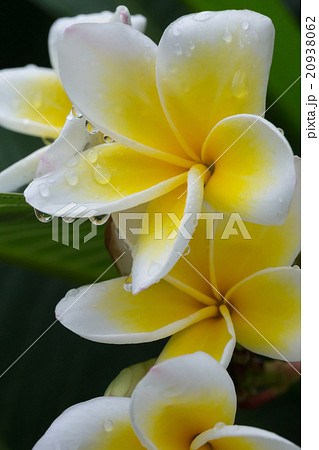 white frangipani plumeria tropical flower 20938062