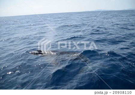 ザトウクジラ　子供　沖縄② 20938110
