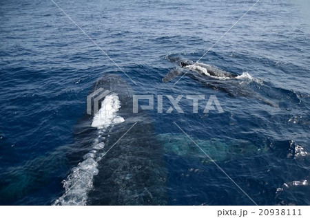 ザトウクジラの親子（母・子）　沖縄① 20938111