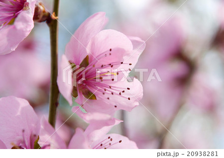 pink flowers on a tree 20938281