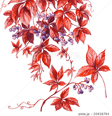 Wild grapes branch. Wild grapes branch. 20938764