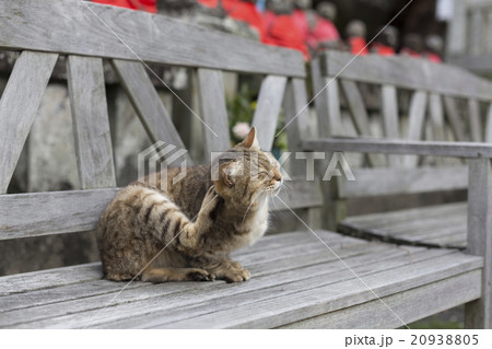 ベンチで頭を掻く猫の写真素材 9305