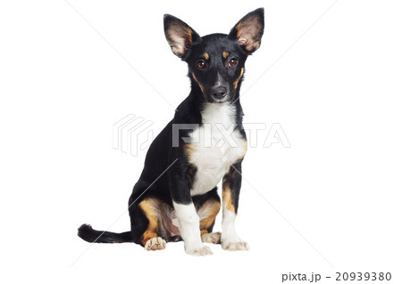 small puppy looks 20939380