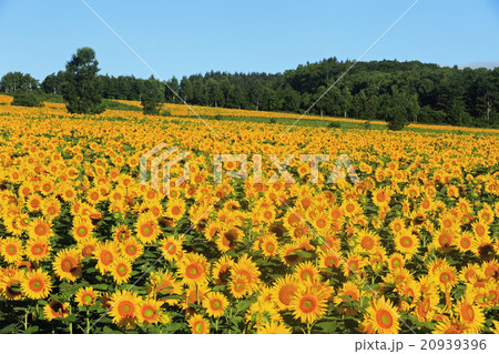 8月 北竜町のひまわり畑 北海道の夏 の写真素材