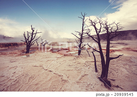 Mammoth Hot Springs 20939545