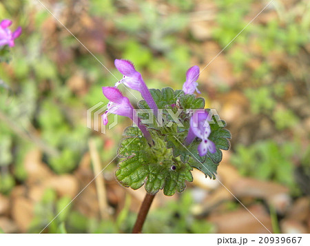 春の初めに咲き始める紫の小さい花はホトケノザの写真素材