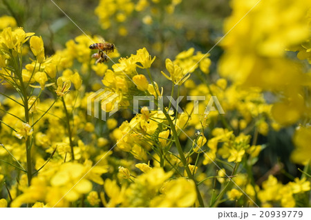 西洋ミツバチと菜の花　菜の花　ミツバチ　みつばち　自然　栽培　蜂蜜　昆虫　黄色い花　春 20939779