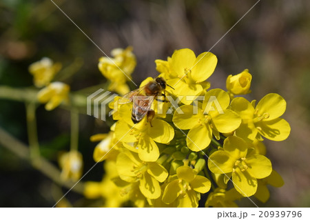 西洋ミツバチと菜の花　菜の花　ミツバチ　みつばち　自然　栽培　蜂蜜　昆虫　黄色い花　春 20939796