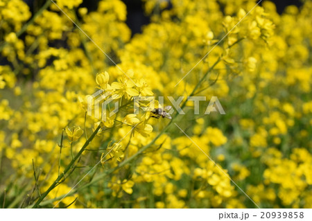 菜の花とミツバチ 菜の花 ミツバチ 出水市 鹿児島県 菜の花とミツバチ 菜の花 ミツバチ 出水市 鹿児島県 20939858