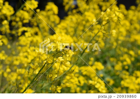 菜の花とミツバチ 菜の花 ミツバチ 出水市 鹿児島県 菜の花とミツバチ 菜の花 ミツバチ 出水市 鹿児島県 20939860