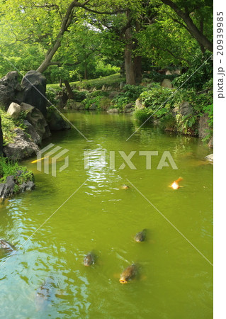 清澄庭園の鯉 20939985