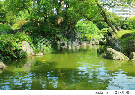 清澄庭園 20939986