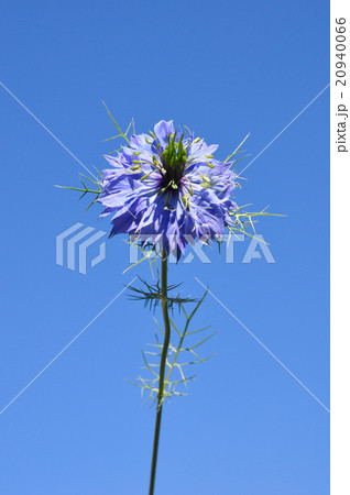 Love-in-a-mist (Nigella damascena) Love-in-a-mist (Nigella damascena) 20940066