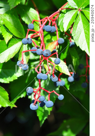 Virginia creeper (Parthenocissus quinquefolia) 20940074