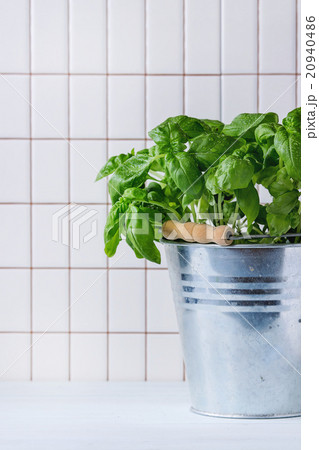 Basil in pot 20940486