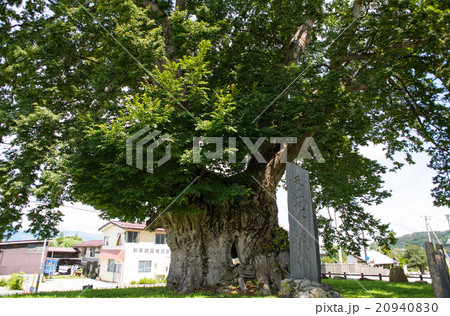 東根の大ケヤキ　【国指定特別天然記念物】 20940830