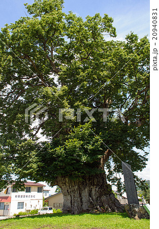 日本三大ケヤキ　【国指定特別天然記念物】 20940831
