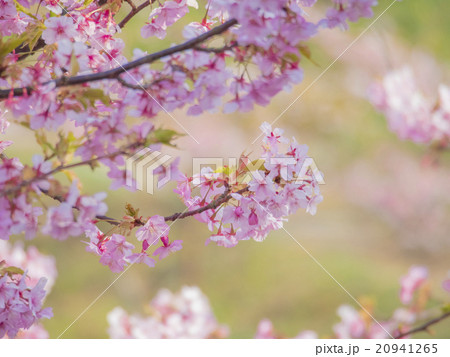 河津桜 20941265