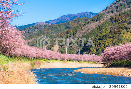 満開の桜　静岡県河津町 20941302