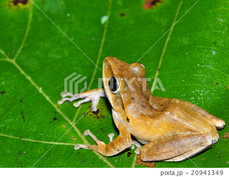 yellow frog on the moss yellow frog on the moss 20941349