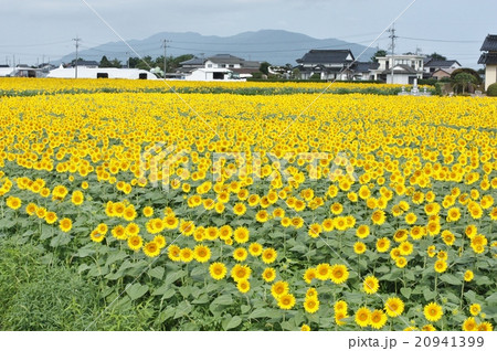 ひまわり畑 島根県出雲市の写真素材