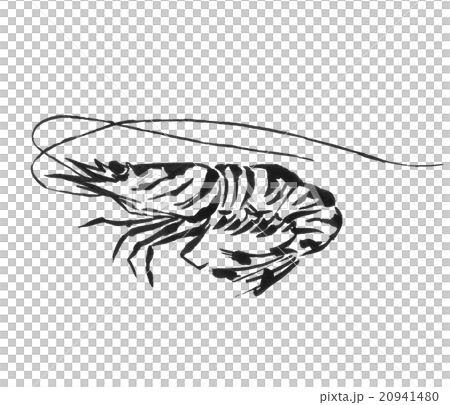 車海老のイラスト 20941480