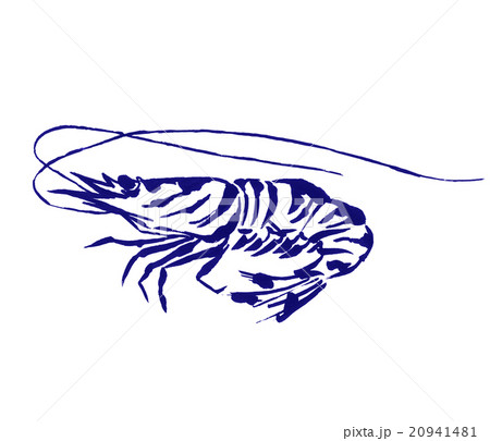 車海老のイラスト 車海老のイラスト 20941481