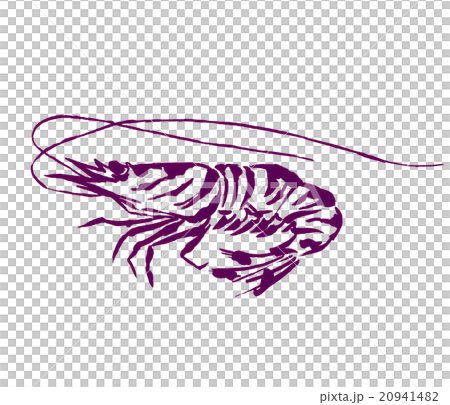 車海老のイラスト 20941482