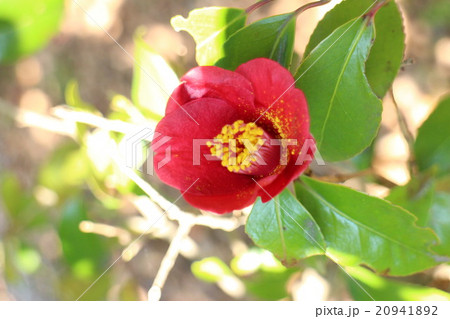 椿　永楽　黒侘助 20941892