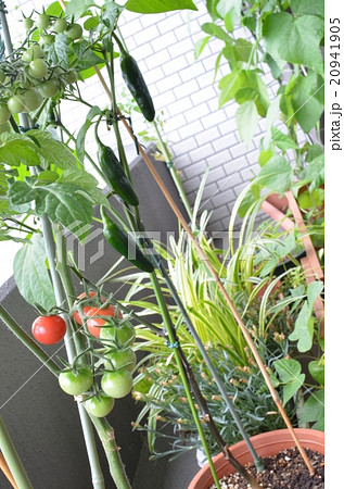 家庭菜園 20941905