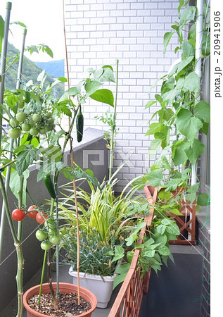 家庭菜園 家庭菜園 20941906