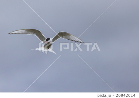 Whilst their mates incubate eggs,Arctic Terns Whilst their mates incubate eggs,Arctic Terns 20942014